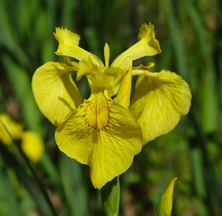 Iris_pseudacorus_flower.jpg