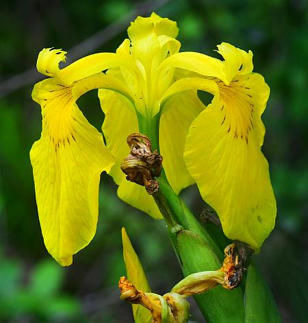 Iris_pseudacorus_flower2.jpg