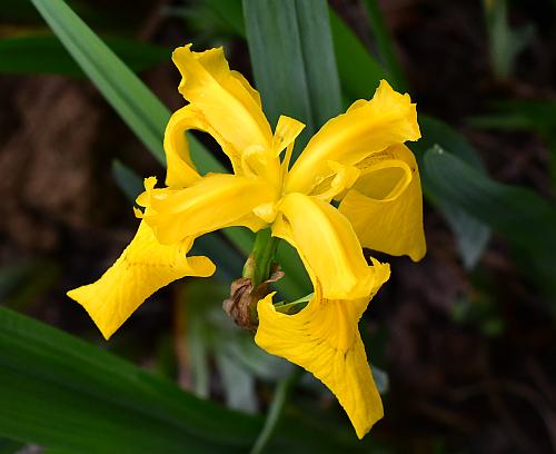 Iris_pseudacorus_four.jpg