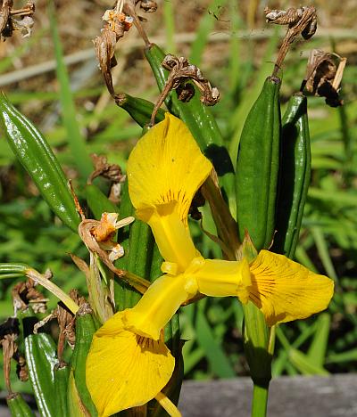 Iris_pseudacorus_fruits.jpg