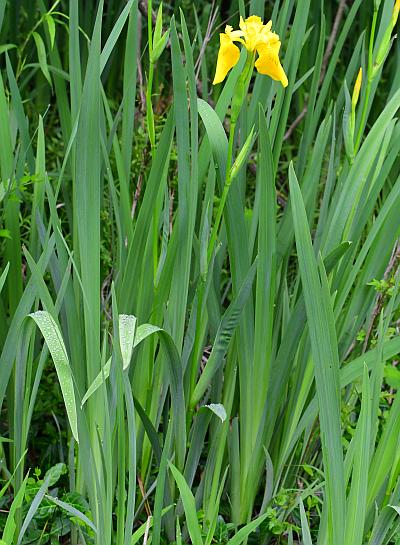 Iris_pseudacorus_habit.jpg