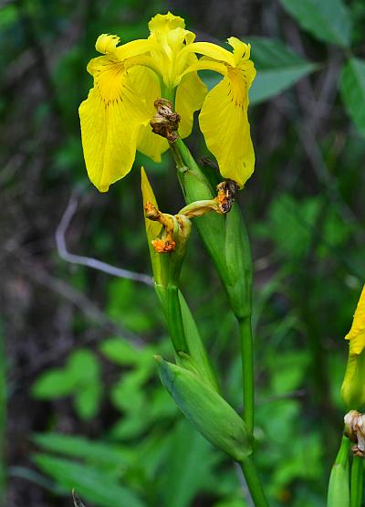 Iris_pseudacorus_inflorescence.jpg