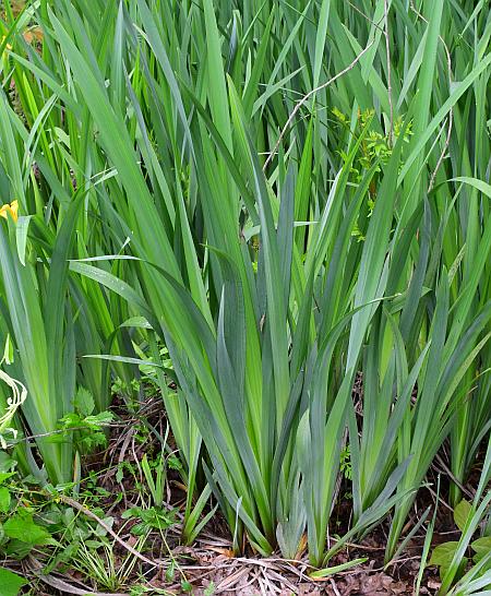 Iris_pseudacorus_leaves.jpg