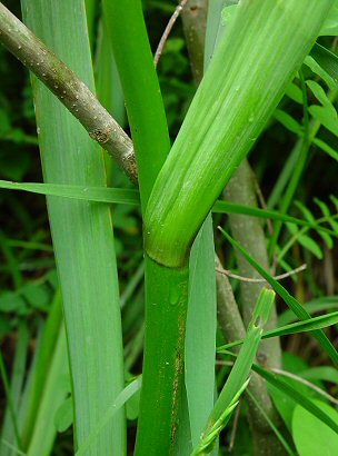 Iris_pseudacorus_node.jpg