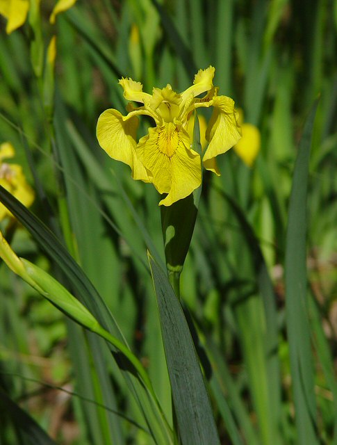 Iris_pseudacorus_plant.jpg