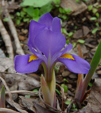 Iris_verna_flower.jpg