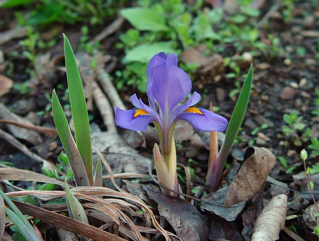 Iris_verna_plant.jpg