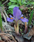 Iris verna thumbnail