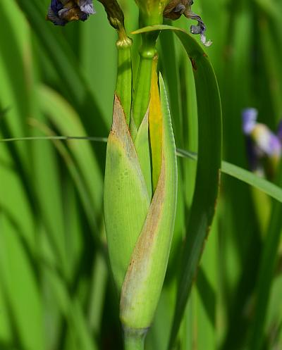 Iris_virginica_bracts.jpg