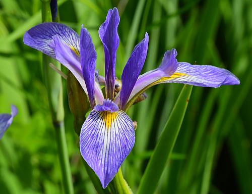 Iris_virginica_flower.jpg