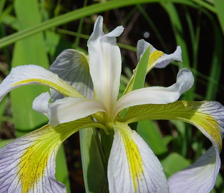 Iris_virginica_flower2.jpg