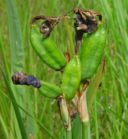 Iris_virginica_fruit.jpg