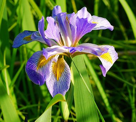 Iris_virginica_inflorescence.jpg