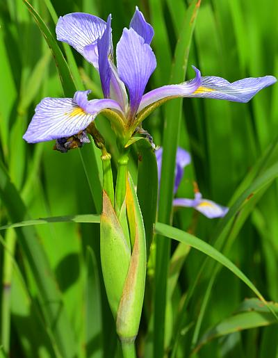 Iris_virginica_inflorescence2.jpg