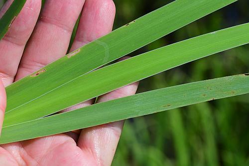 Iris_virginica_leaves2.jpg