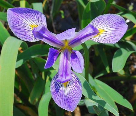 Iris_virginica_perianth.jpg