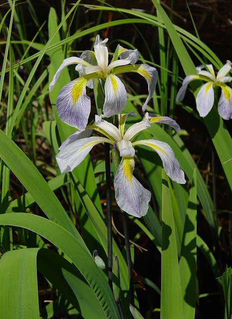 Iris_virginica_plant.jpg