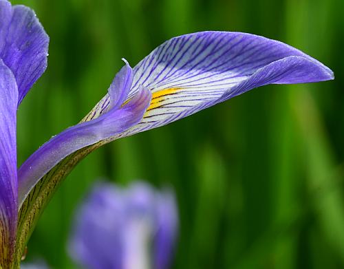 Iris_virginica_sepal.jpg