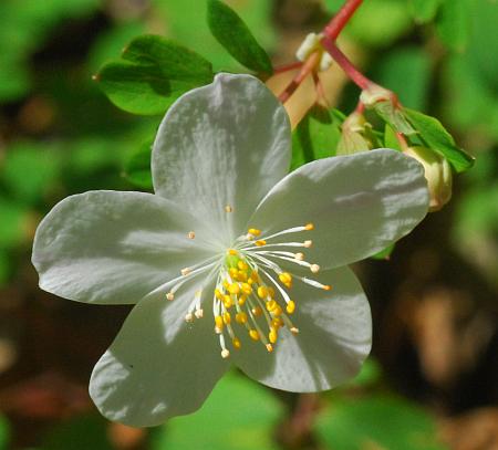 Isopyrum_biternatum_flower.jpg