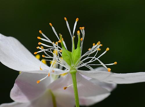 Isopyrum_biternatum_flower3.jpg