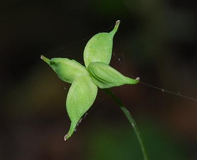 Isopyrum_biternatum_fruits.jpg