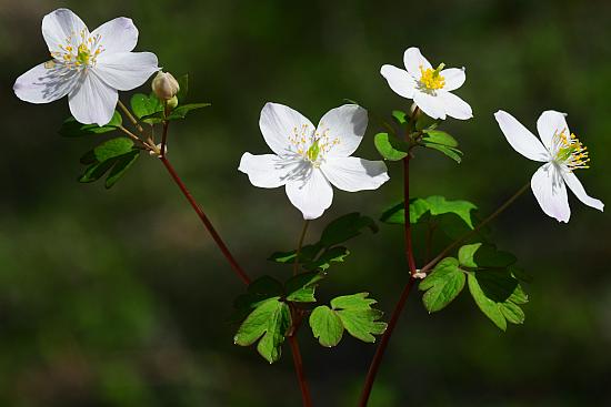 Isopyrum_biternatum_inflorescences.jpg