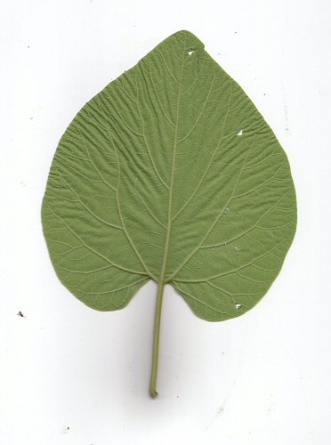 Isotrema_tomentosa_leaf2.jpg