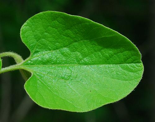 Isotrema_tomentosa_leaf3.jpg