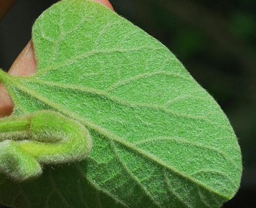 Isotrema_tomentosa_leaf4.jpg