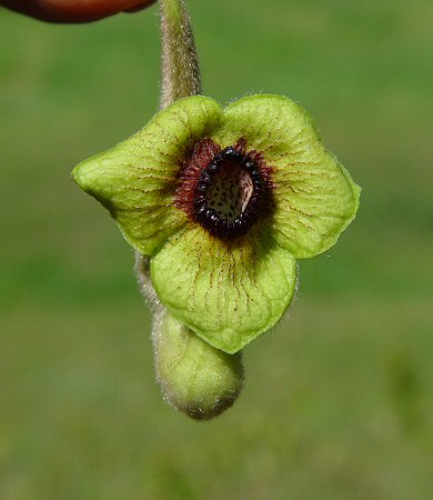 Isotrema_tomentosum_flower.jpg