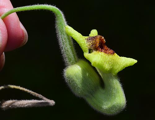 Isotrema_tomentosum_flower2.jpg