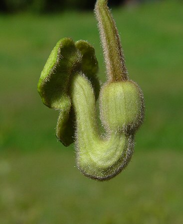 Isotrema_tomentosum_flower3.jpg