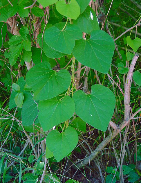 Isotrema_tomentosum_plant2.jpg