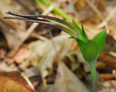 Isotria_verticillata_bud.jpg