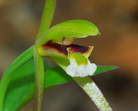 Isotria_verticillata_flower.jpg