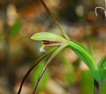 Isotria_verticillata_flower2.jpg