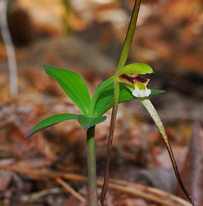 Isotria_verticillata_inflorescence.jpg