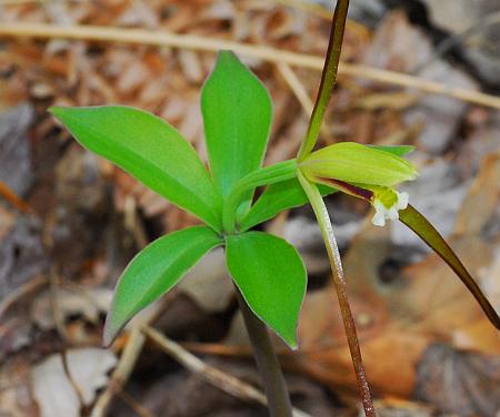 Isotria_verticillata_leaves.jpg