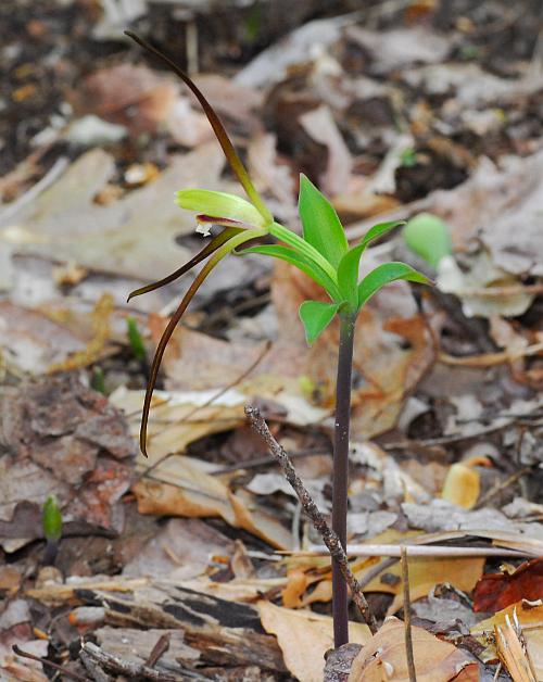 Isotria_verticillata_plant.jpg