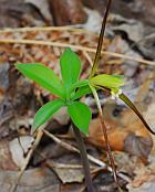 Isotria verticillata thumbnail