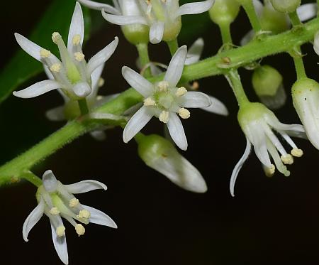 Itea_virginica_flowers.jpg