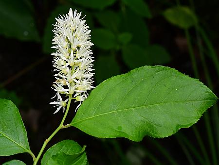 Itea_virginica_inflorescence1.jpg