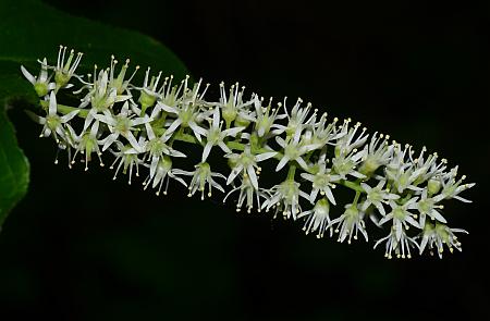 Itea_virginica_inflorescence2.jpg