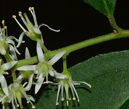 Itea_virginica_inflorescence3.jpg