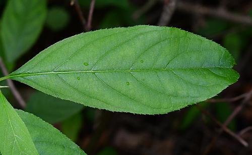 Itea_virginica_leaf1.jpg