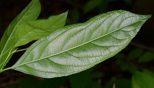 Itea_virginica_leaf2.jpg