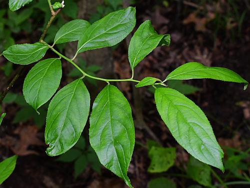 Itea_virginica_leaves.jpg