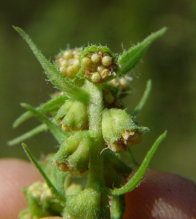 Iva_annua_flowers.jpg