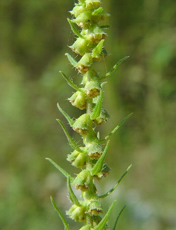 Iva_annua_inflorescence.jpg