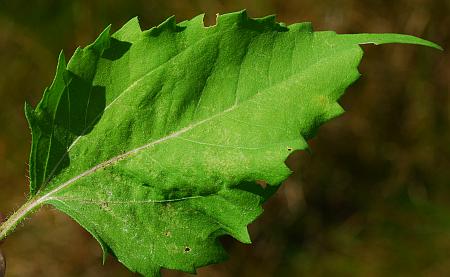 Iva_annua_leaf1.jpg